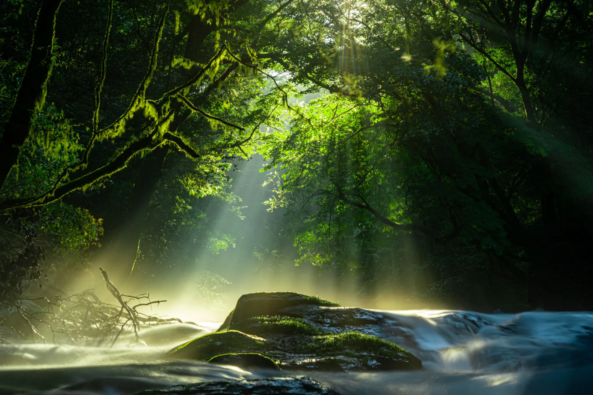 Sunlight filters through dense forest onto flowing river rocks.