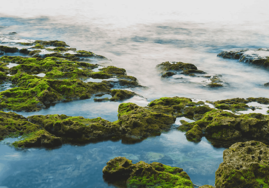Moss-covered rocks by a calm sea under a misty sky.