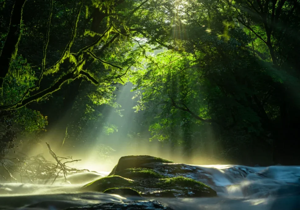Sunlight filters through dense forest onto flowing river rocks.