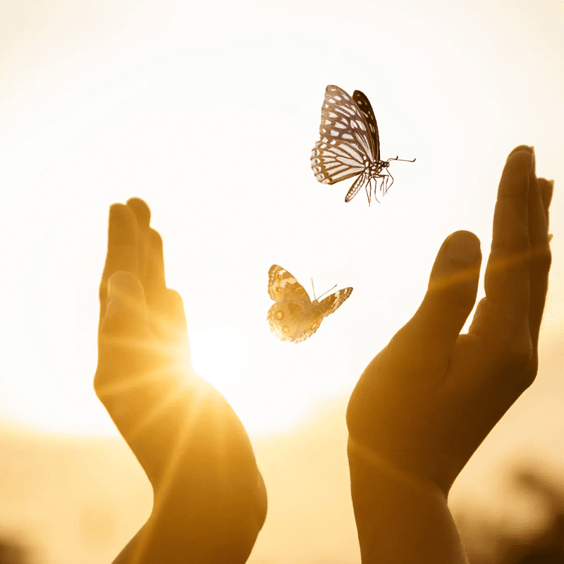 Hands releasing butterflies into glowing sunlight.