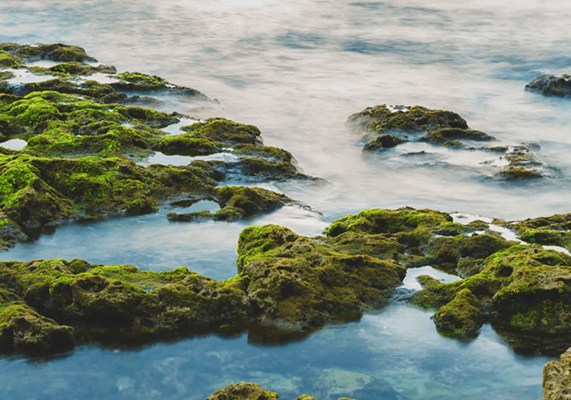 Moss-covered rocks along a serene coastline with gentle waves.