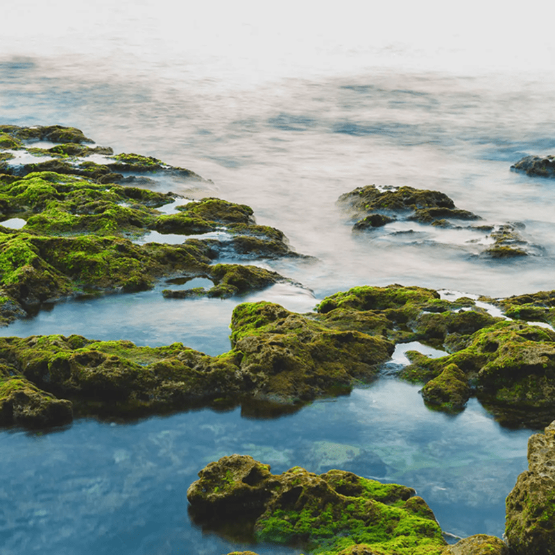 Moss-covered rocks along a serene coastline with gentle waves.